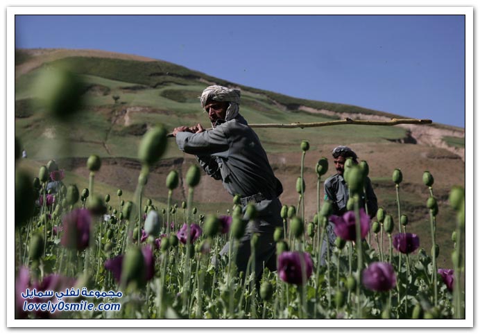 صور: التقرير العالمي للأمم المتحدة عن المخدرات 2009
