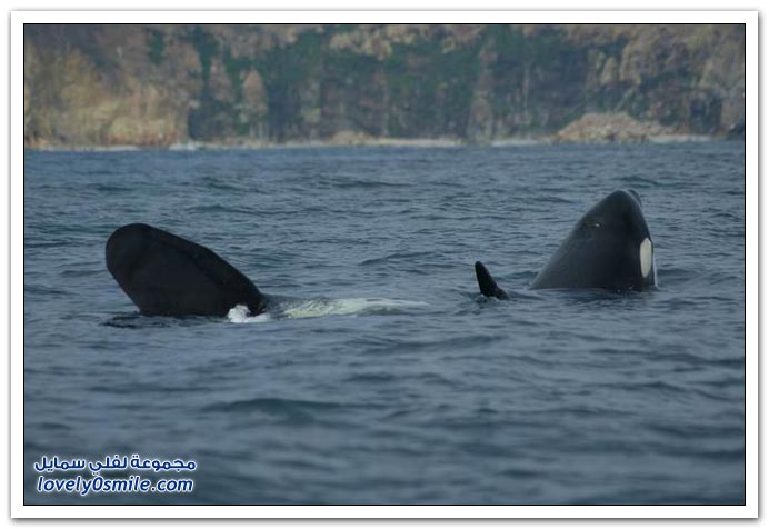 صور الحوت القاتل