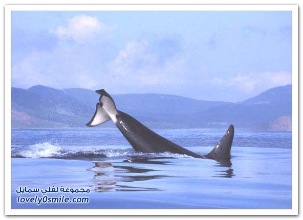 صور الحوت القاتل