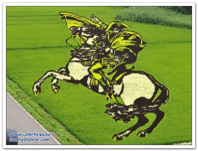 صور في حقول الأرز
