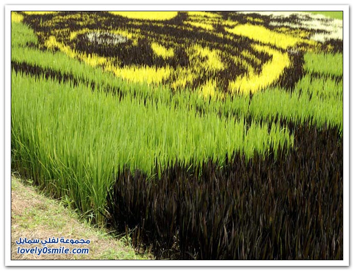صور في حقول الأرز