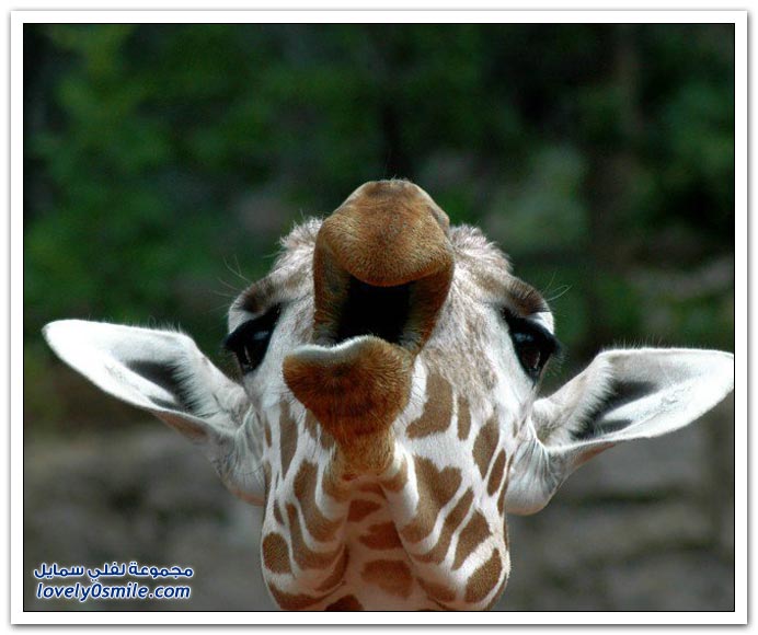صور من عالم الحيوان: الزرافة