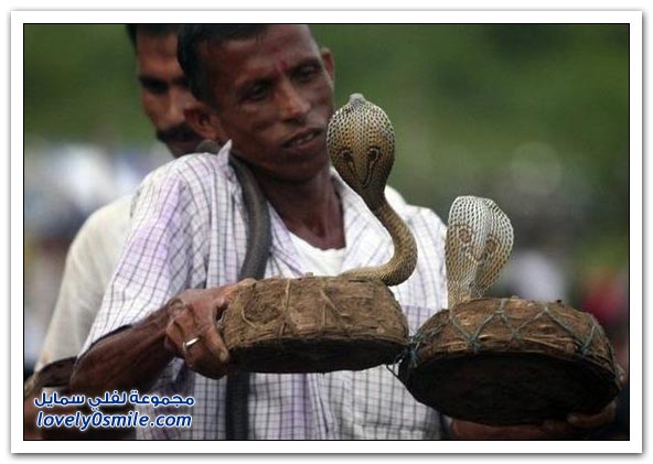 صور مهرجان الأفاعي في الهند