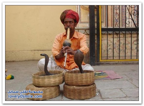 صور مهرجان الأفاعي في الهند