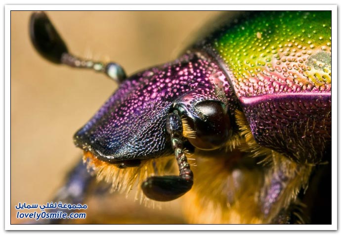 صور مكبرة لبعض الحشرات والمفصليات