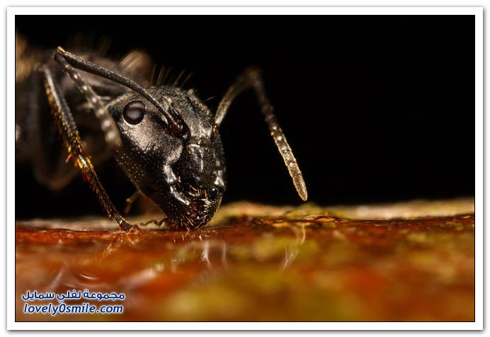 صور مكبرة لبعض الحشرات والمفصليات