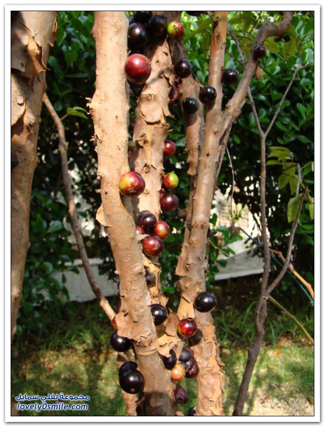 صور شجرة العنب البرازيلي