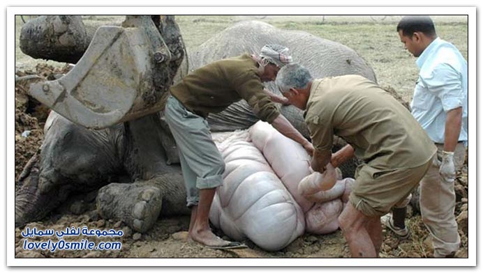صور اصطدام فيلة بقطار