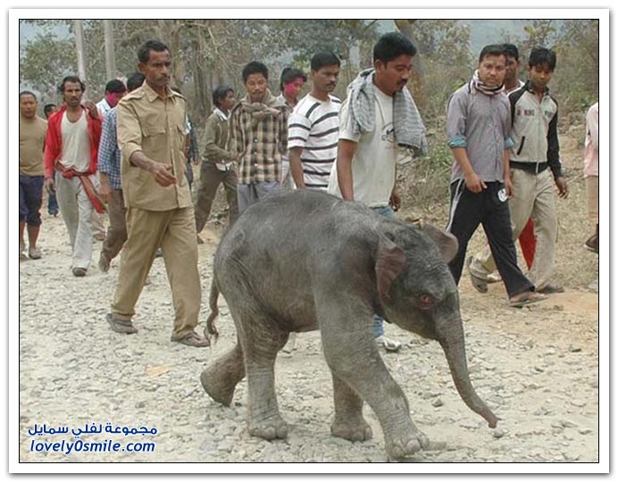 صور اصطدام فيلة بقطار