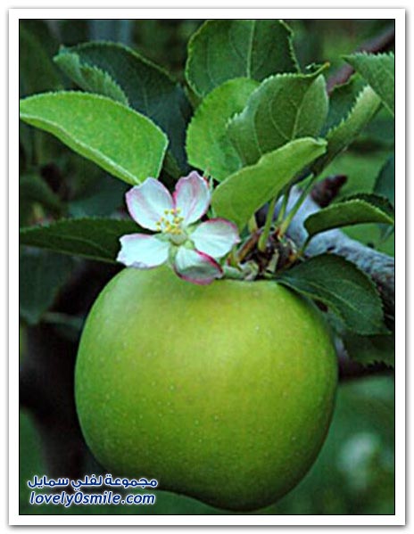 صور شجرة التفاح , ناكل التفاح ولا نعرف شجرته