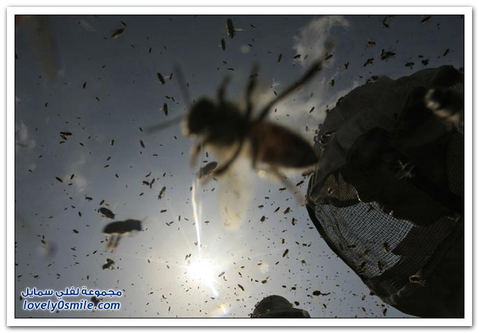 صور اليوم العالمي للأرض 2010