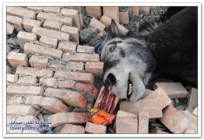 صور من زلزال يوشو في الصين