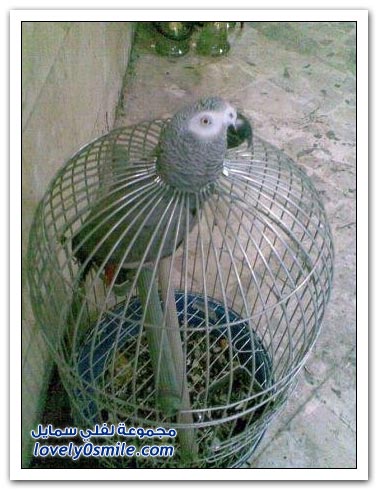 صورة