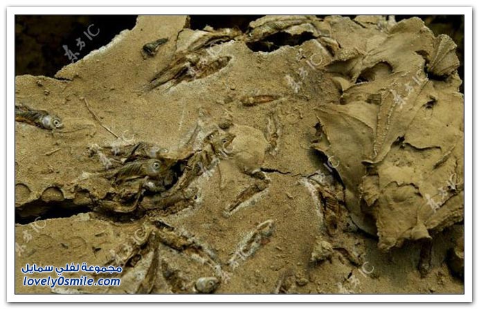 Drought-in-China-21.jpg