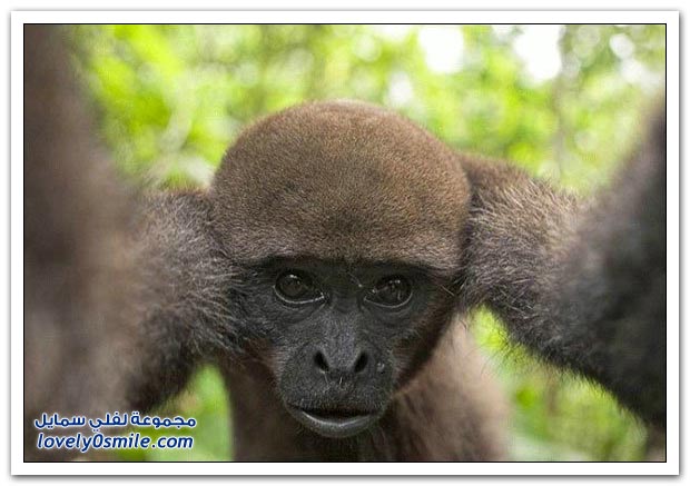 صور من عالم الحيوان: القرود ج1