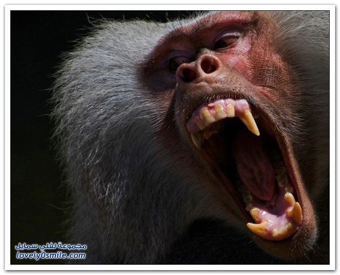 صور من عالم الحيوان: القرود ج1