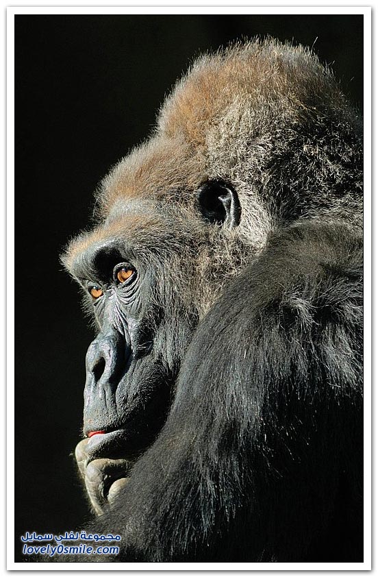 صور من عالم الحيوان: القرود ج2