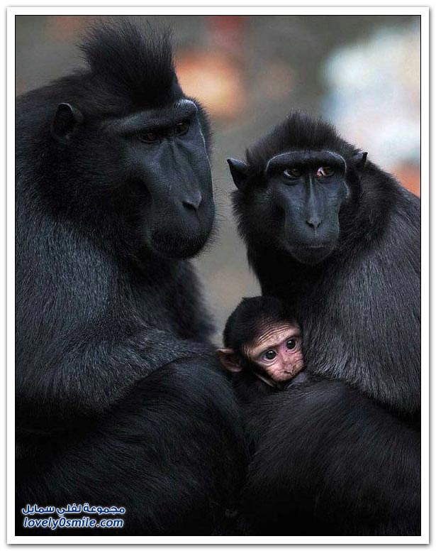 صور من عالم الحيوان: القرود ج2