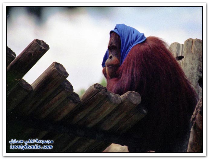 صور من عالم الحيوان: القرود ج3