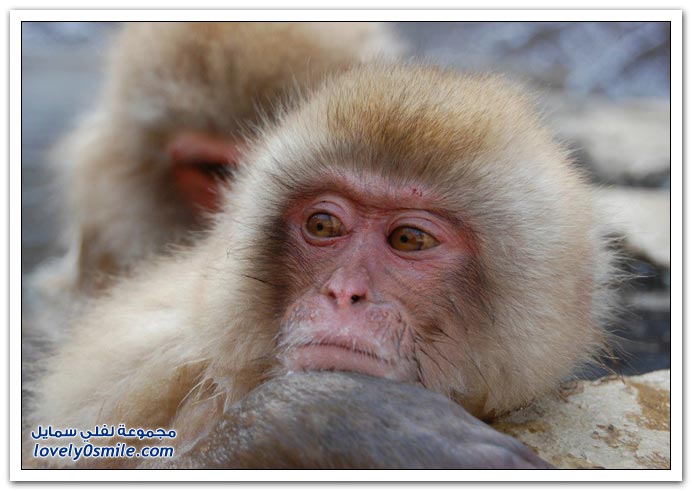 صور من عالم الحيوان: القرود ج3