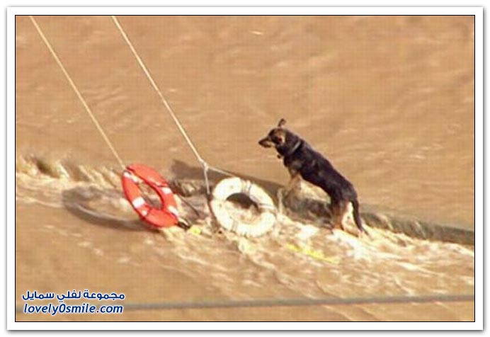 صور إنقاذ كلب من فيضانات