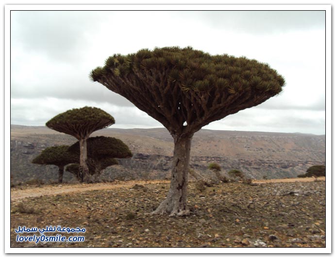   Socotra-Island-01.JPG