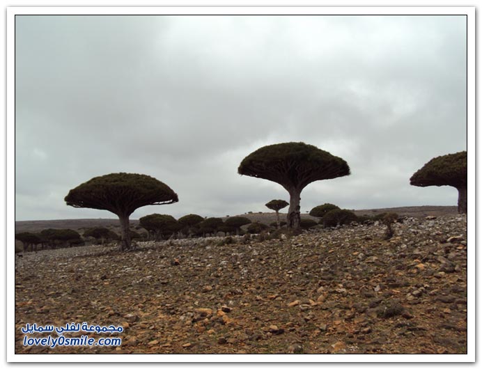  Socotra-Island-03.JPG