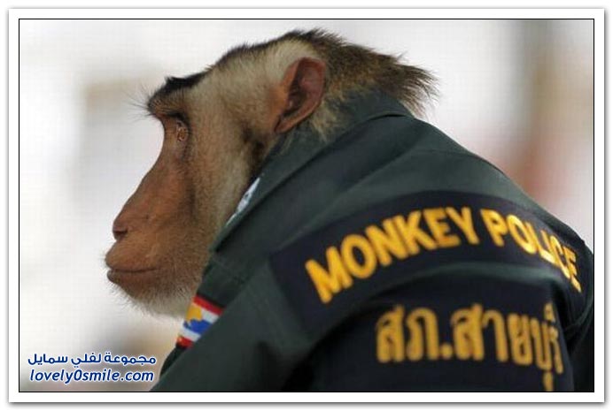 صور: في تايلاند القرد أصبح في الشرطة
