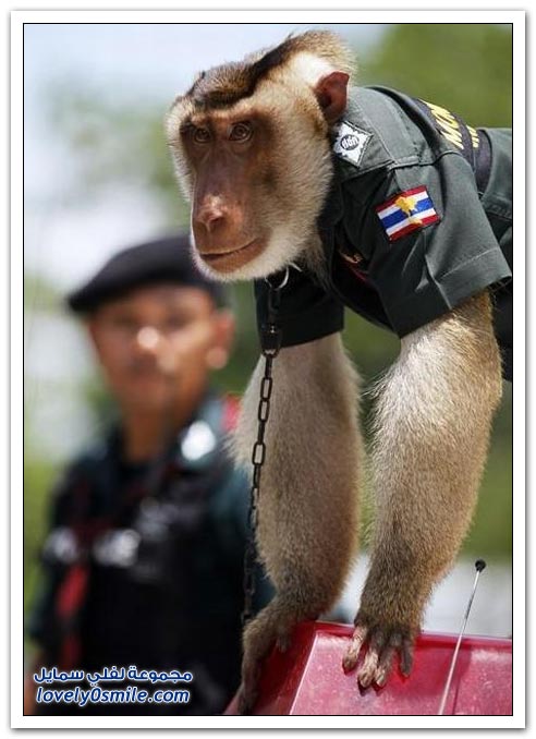 صور: في تايلاند القرد أصبح في الشرطة