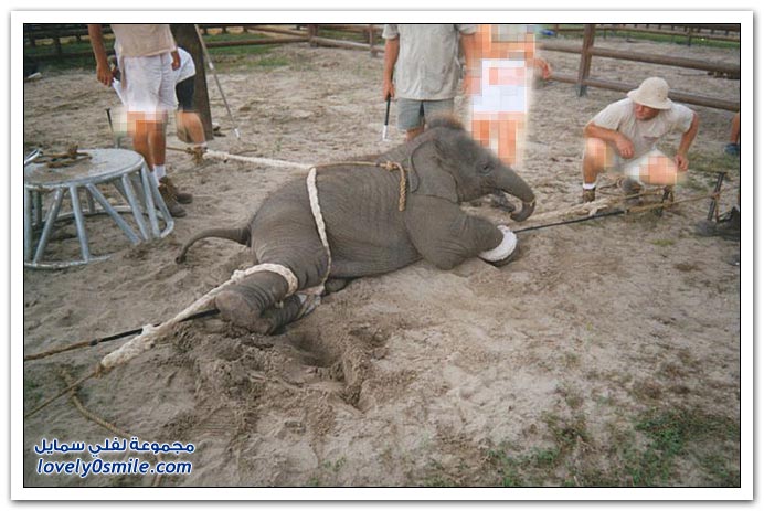 صور تدريب طفل الفيل وما يعانيه أثناء التدريب