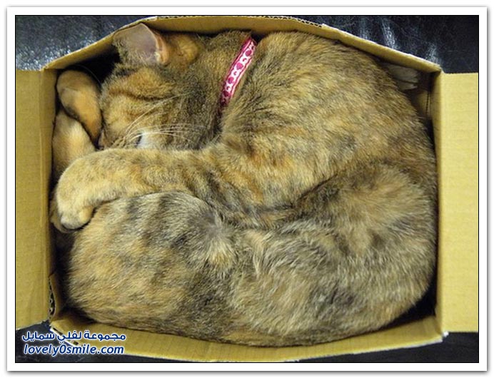 الطريقة المريحة للنوم عند القطط