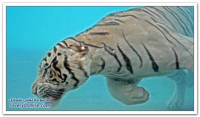 صور للنمر الأبيض وهو يأكل تحت الماء