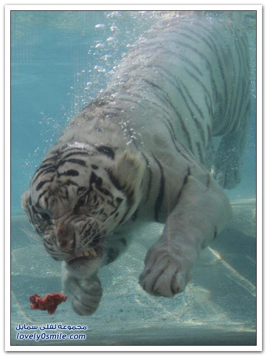 صور للنمر الأبيض وهو يأكل تحت الماء