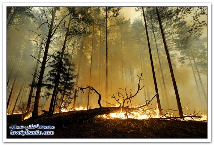 صور من حرائق الغابات في روسيا