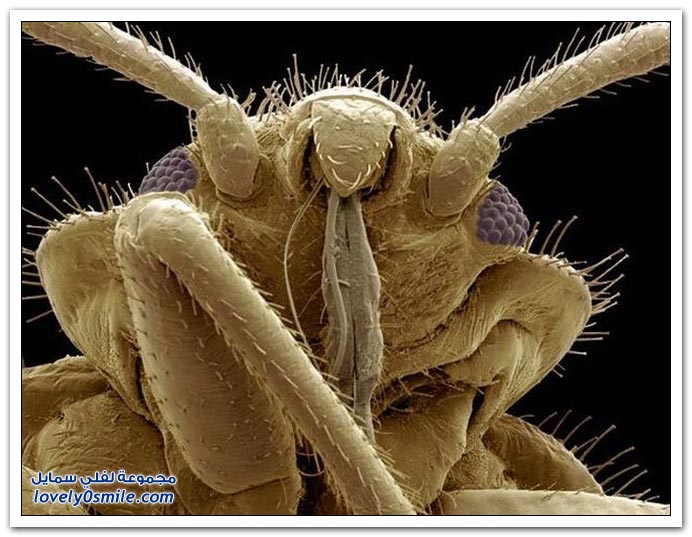صور بعض الحشرات بالميكروسكوب