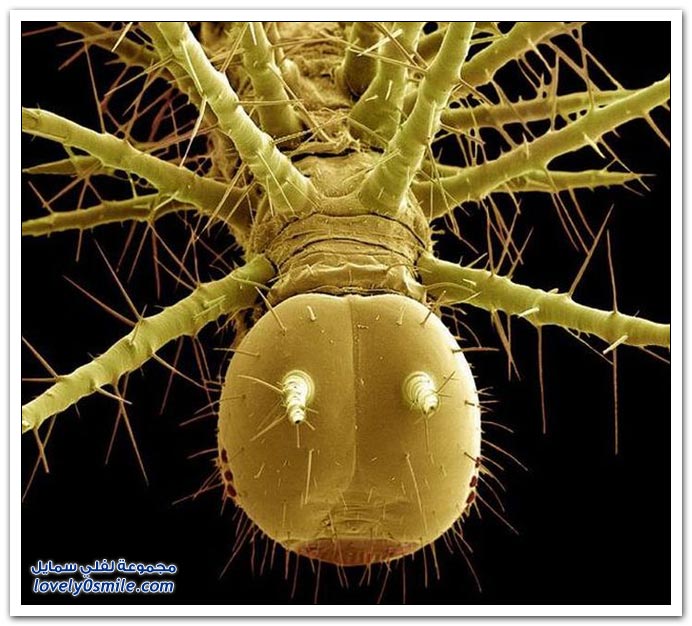 صور بعض الحشرات بالميكروسكوب