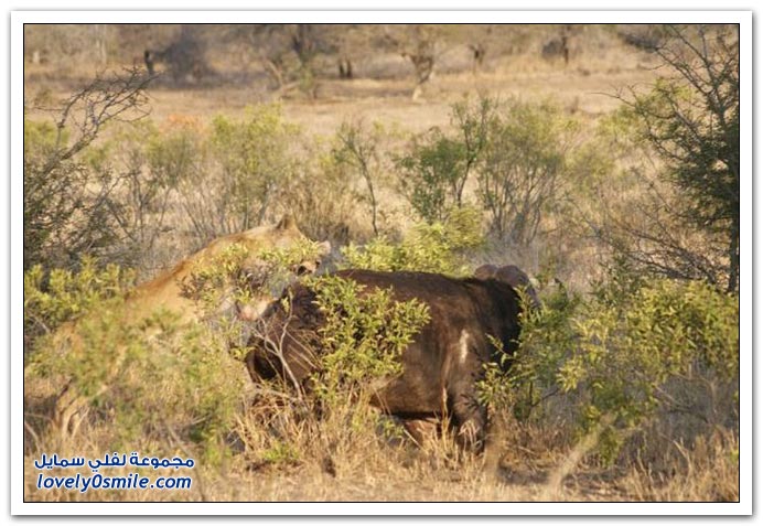 صور في حديقة الحيوان بجنوب أفريقيا لبوة تحاول أكل جاموس