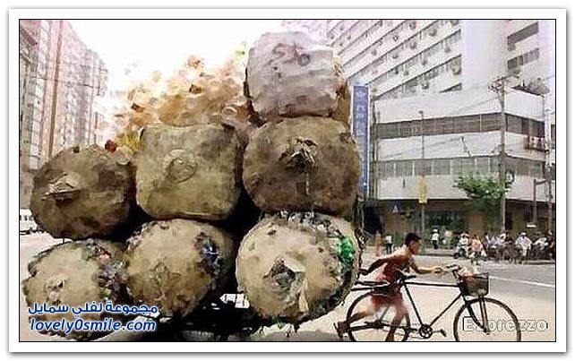 الدراجات وما يمكن أن تحمل