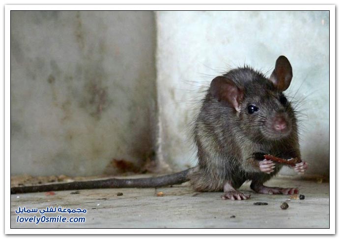 صور فئران القصر في الهند