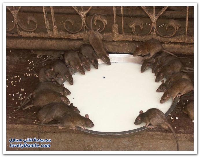 صور فئران القصر في الهند