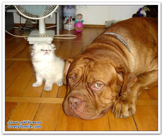 صور صداقة الكلب والقط