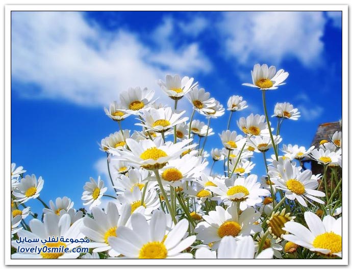 صور منوعة