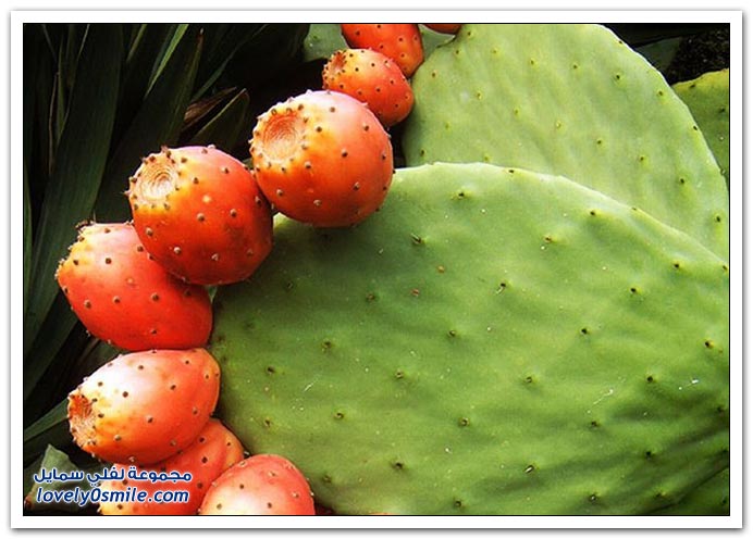 صور منوعة