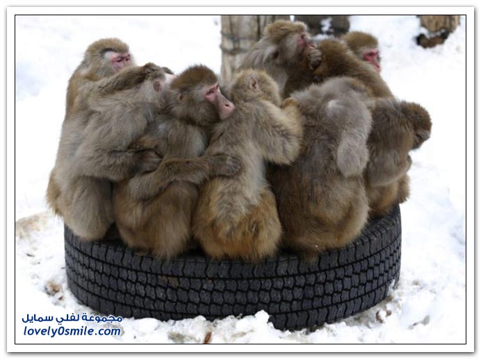 في حديقة الحيوان اليابانية القرود يتكيفوا مع البرد