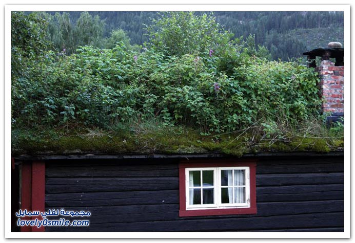 صور زراعة أسقف المنازل في النرويج
