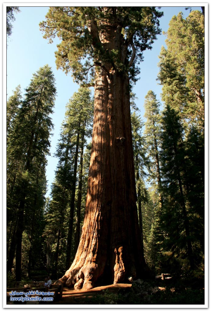 صور السكويا العملاقة أكبر الأشجار في العالم