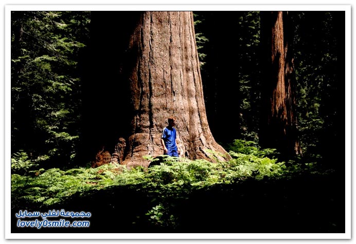 صور السكويا العملاقة أكبر الأشجار في العالم