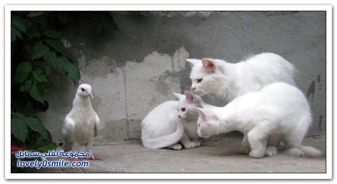 صور منوعة 184