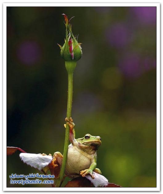 صور منوعة 184