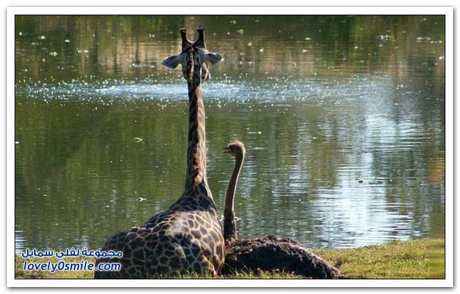 صور منوعة 184